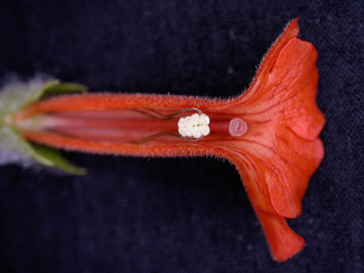 flower parts